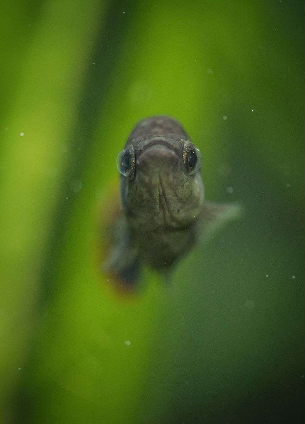 The tequila fish, which became extinct in Mexico but has now been reintroduced to the wild (Chester Zoo/PA)