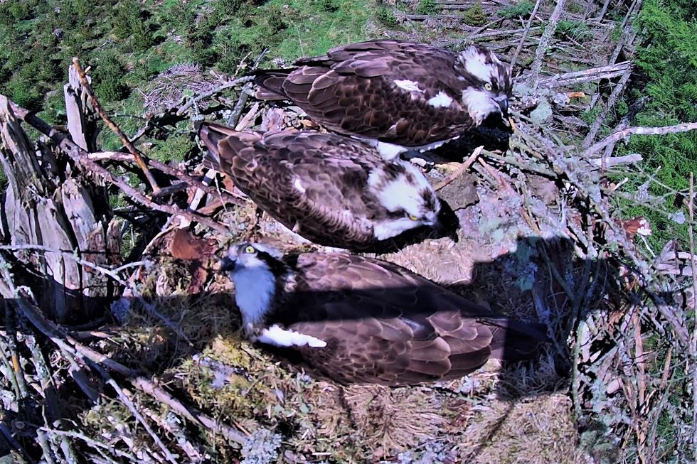Three birds share a nest in osprey ‘love triangle’