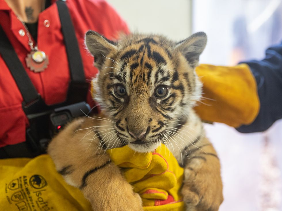 London Zoo staff get ‘mega workout’ holding tiger cub triplets for health check