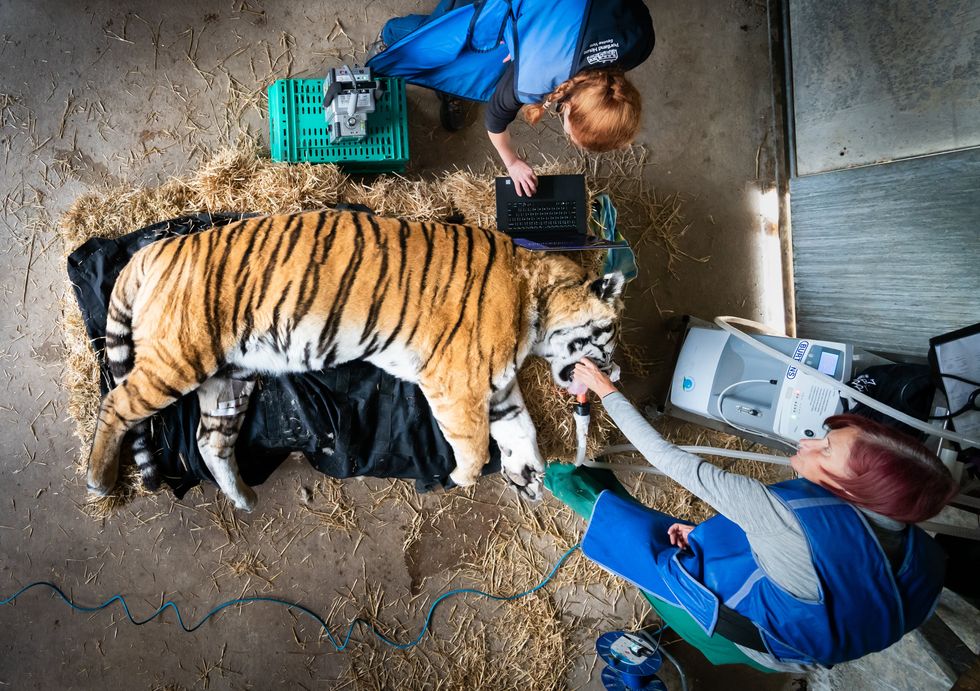 The tiger had an X-ray on his spine (Danny Lawson/PA)