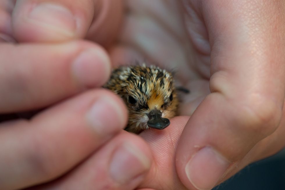 The tiny birds are reared in captivity to fledging in the scheme (WWT/PA)
