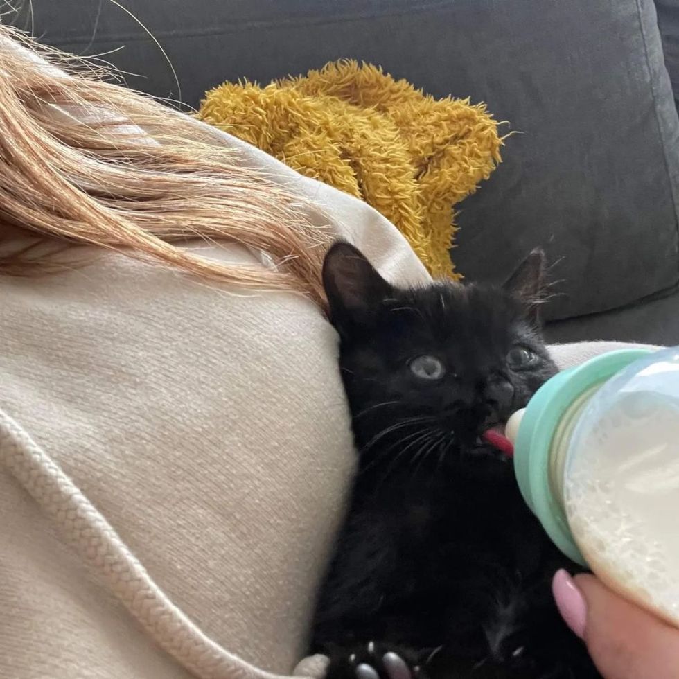 ‘Feisty’ kitten named Smudge rescued from motorway near Doncaster