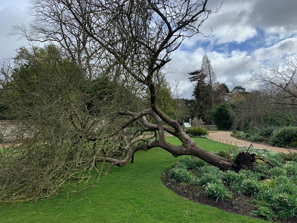 Artist makes ink from clone of Newton’s apple tree that fell in storm