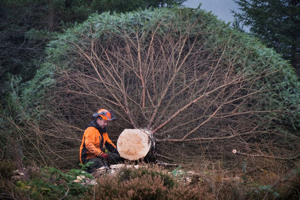 The tree was prepared on site before being transported to London (Mark Pinder/FC England)