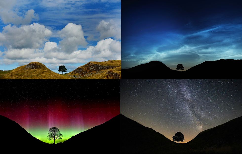 Artists invited to breathe life into Sycamore Gap tree