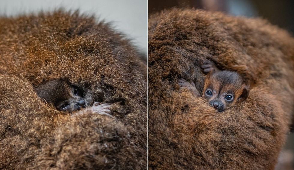 ‘Absolutely tiny’ twin red-bellied lemurs born at Chester Zoo