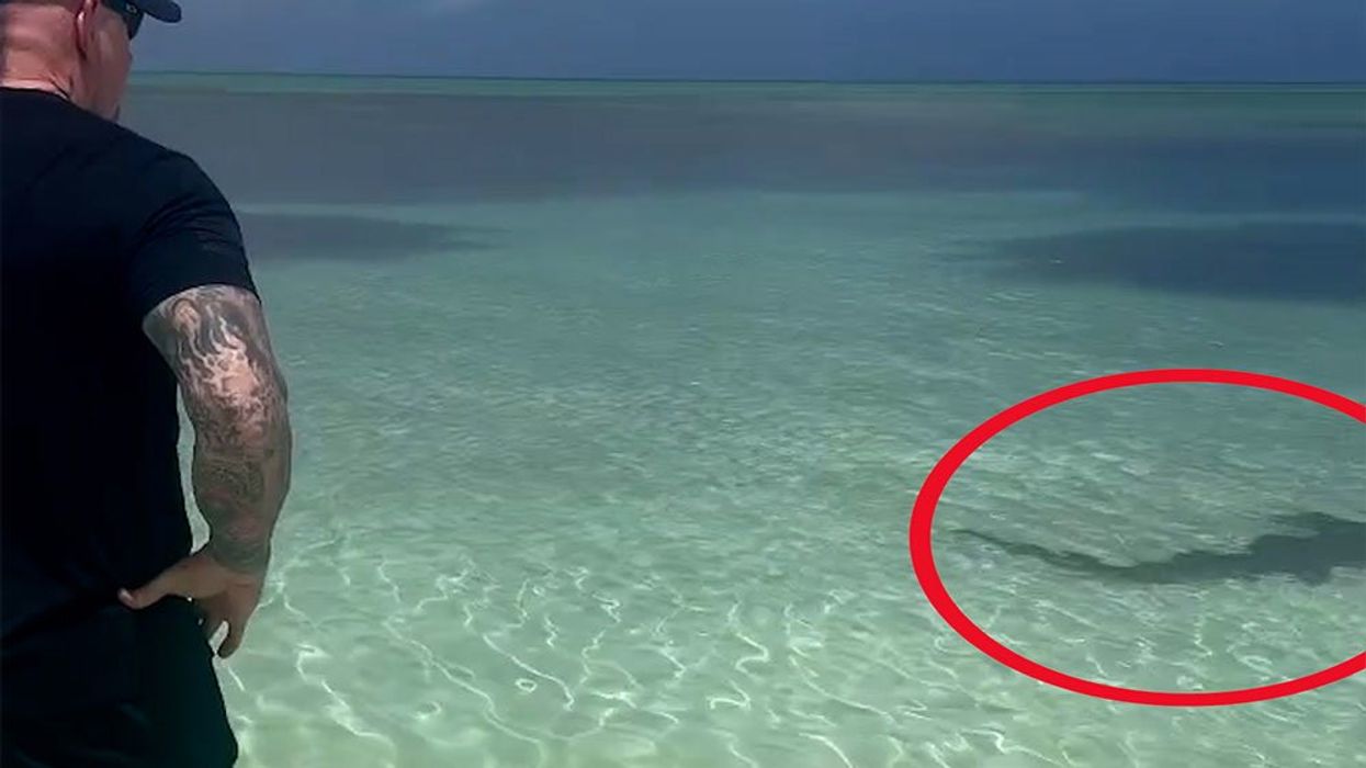 The Undertaker manages to protect wife from rare shark just by staring at it