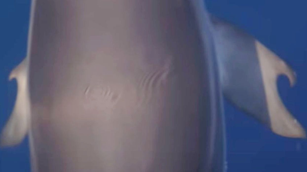 Dolphin with thumbs discovered in the ocean in scientific first