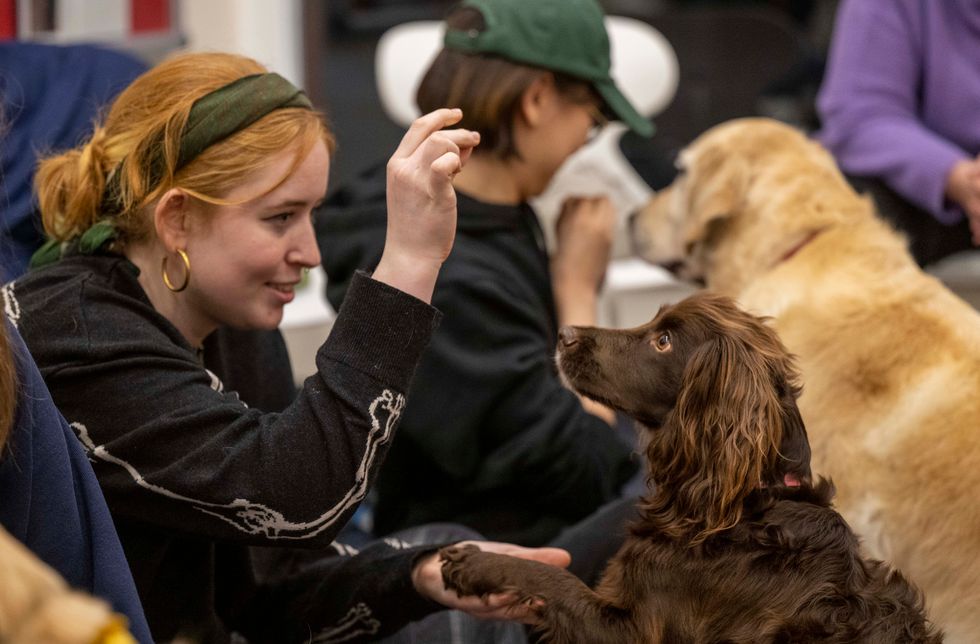 Dogs to play lead role in university’s project for student wellbeing