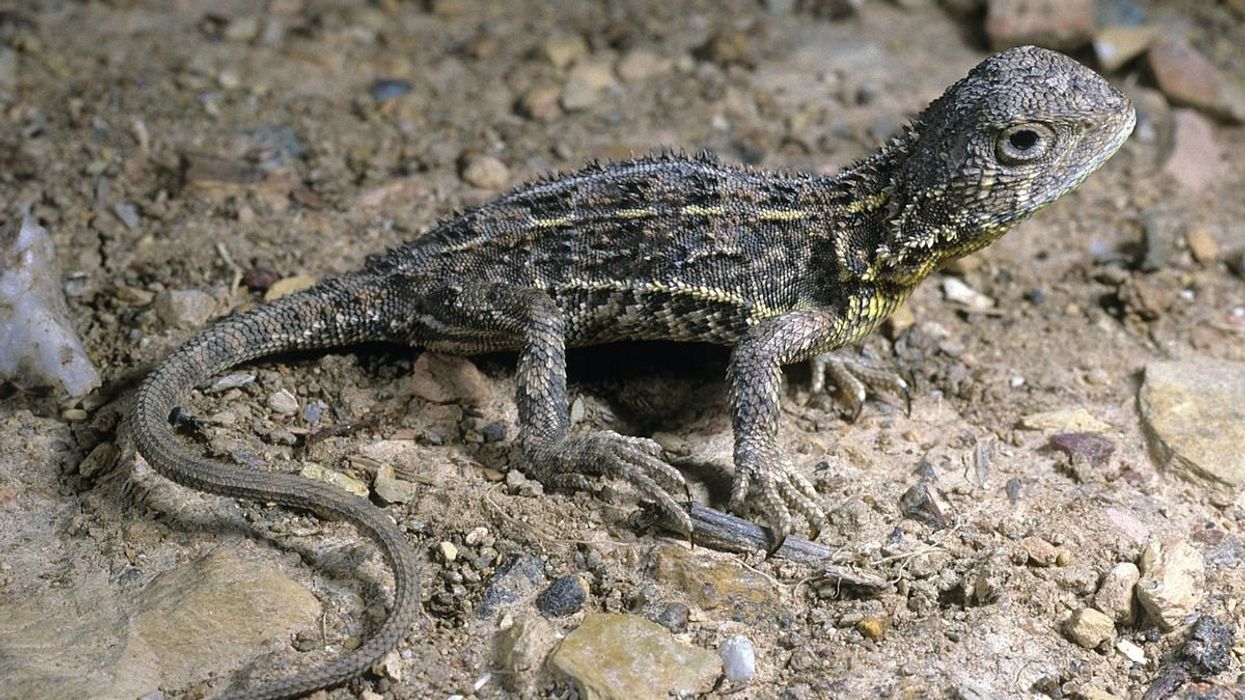 A dragon that everyone thought was extinct has been found again in the wild