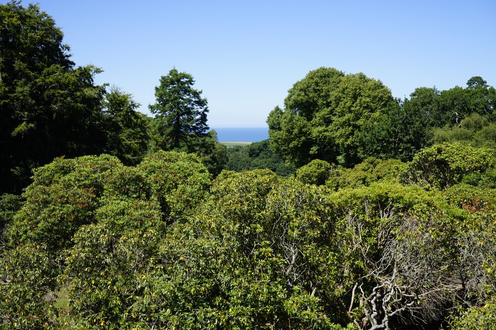 The view above the tree canopy at Sheringham Park (Kezia Everson/ National Trust/ PA)