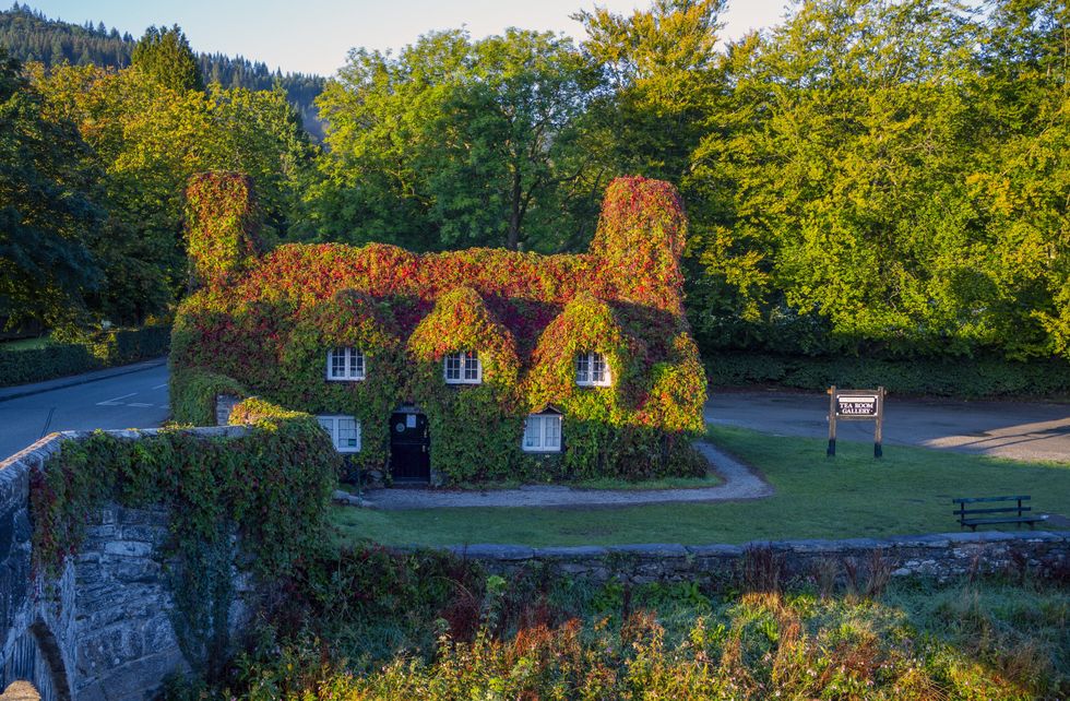 The Virginia creeper covering the Tu Hwnt l\u2019r Bont Tearoom on the banks of the River Conwy in Llanrwst, north Wales, begins to change colour as autumn approaches (Peter Byrne/PA)
