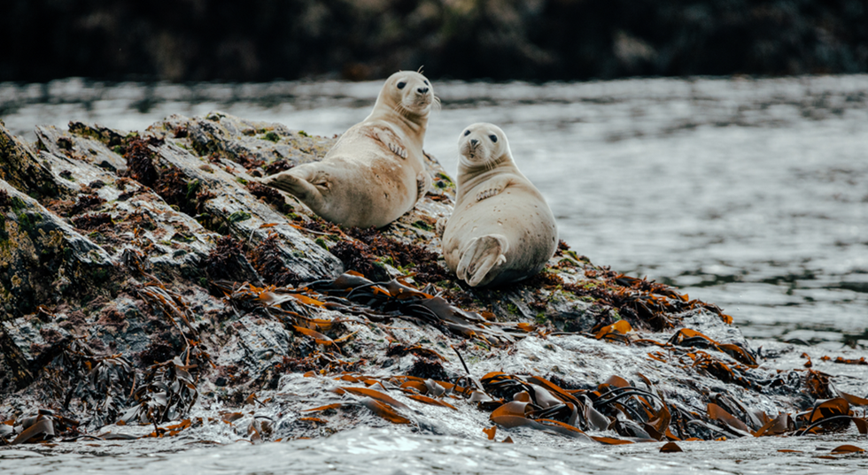 Volunteers needed to become ‘seal sitters’ and keep an eye on young seal pups