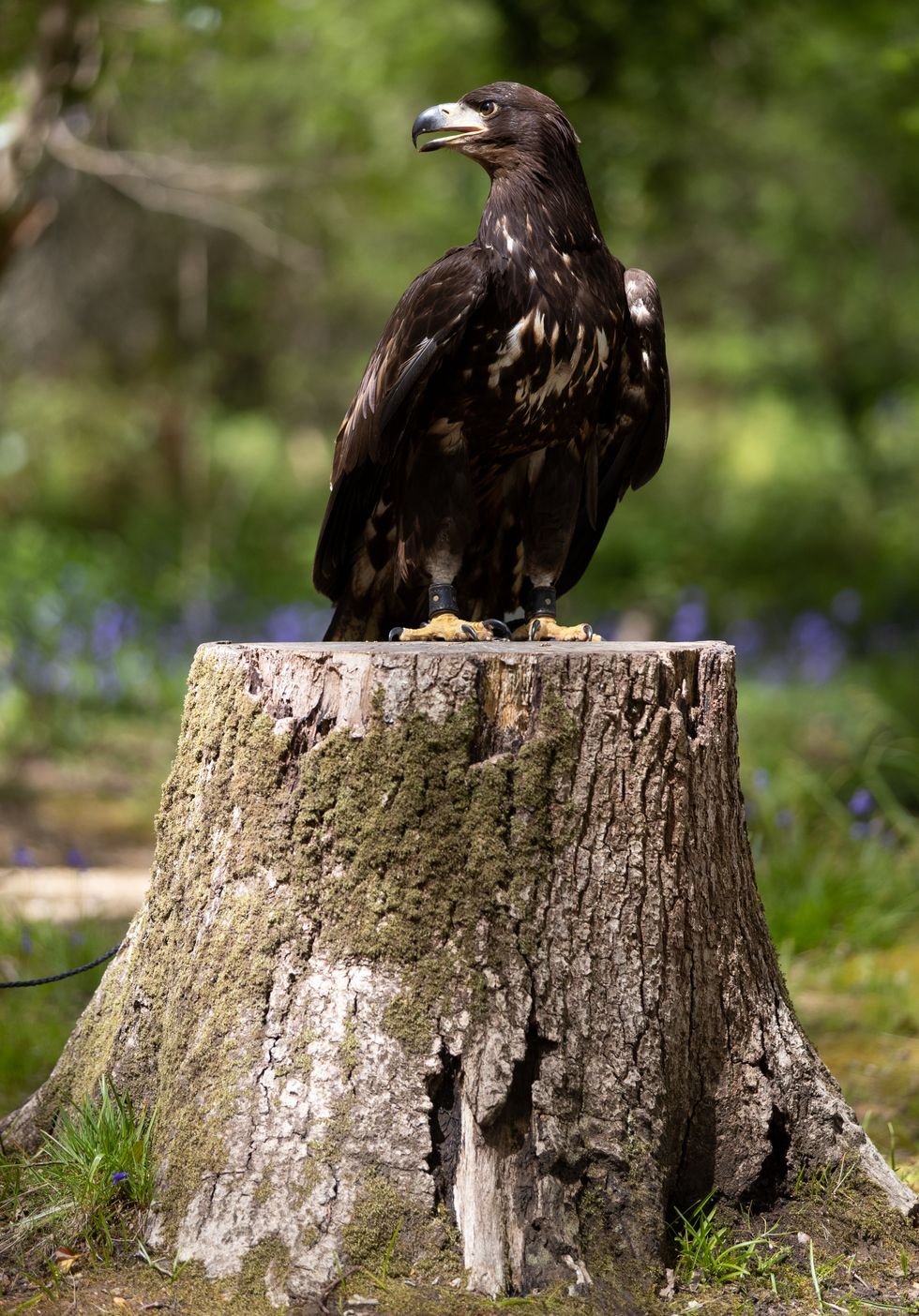 The white-tailed sea eagle is the UK\u2019s largest bird of prey