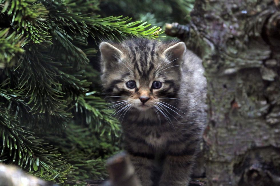 Wildcat kittens doing well and exploring home at wildlife park, say keepers