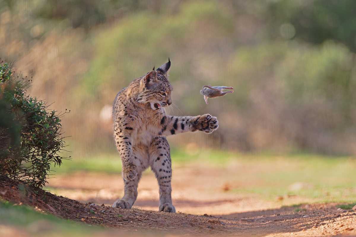 Rare lynx photo wins public vote in prestigious wildlife photography award