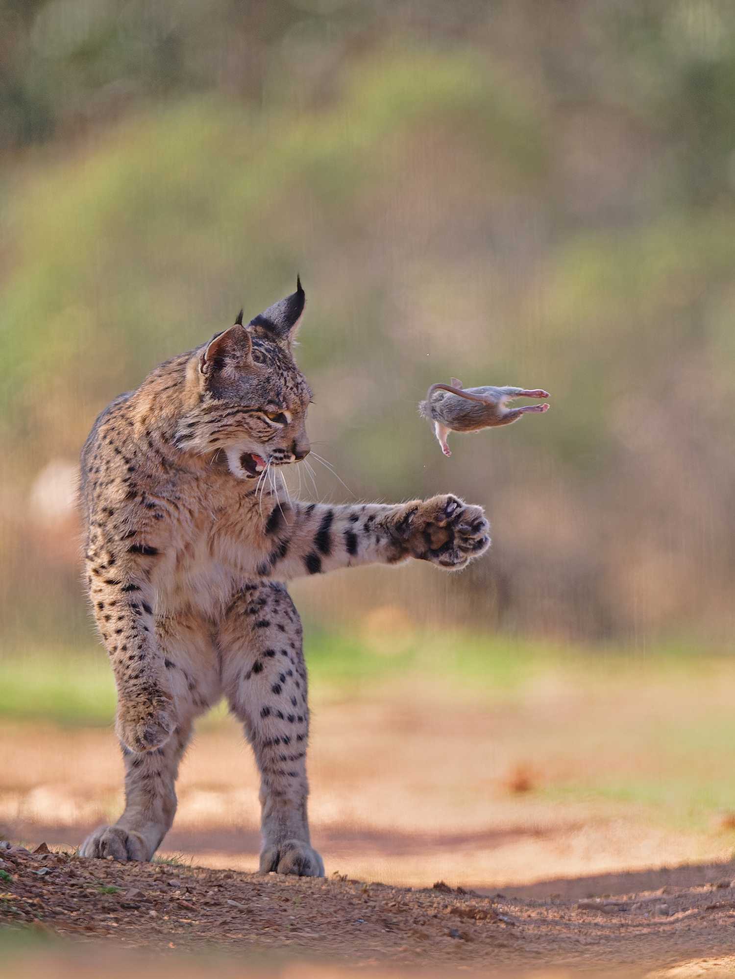 Rare lynx photo wins public vote in prestigious wildlife photography award