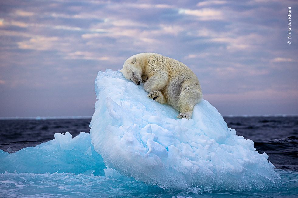 Shot of polar bear on iceberg bed wins public vote in photography contest