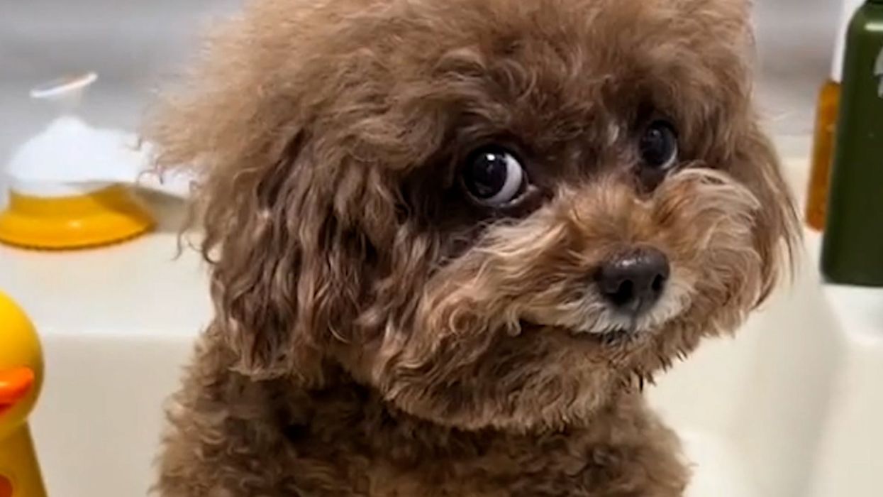 The 'world's happiest dogs' have gone viral for their adorable smiles
