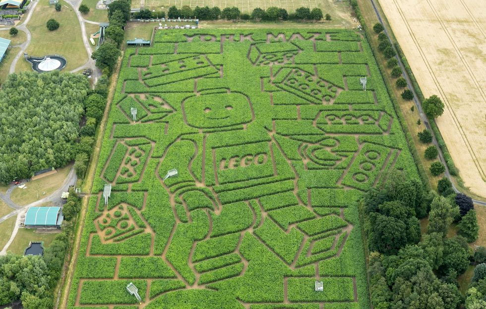 York’s 15-acre maze cut into ‘world’s largest’ Lego minifigure