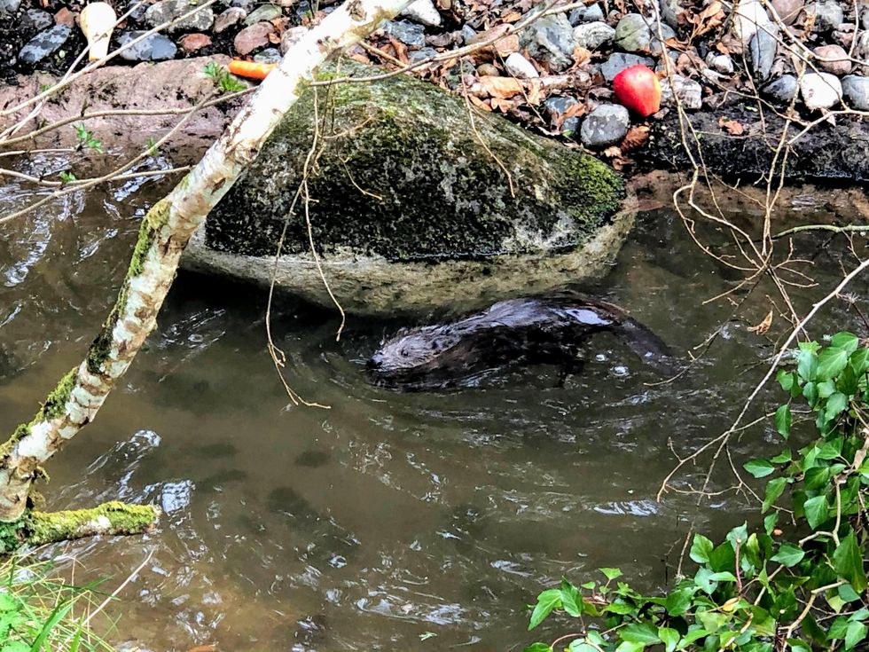 The young beavers