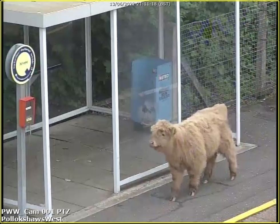 Young bull joins passengers on train platform in Glasgow
