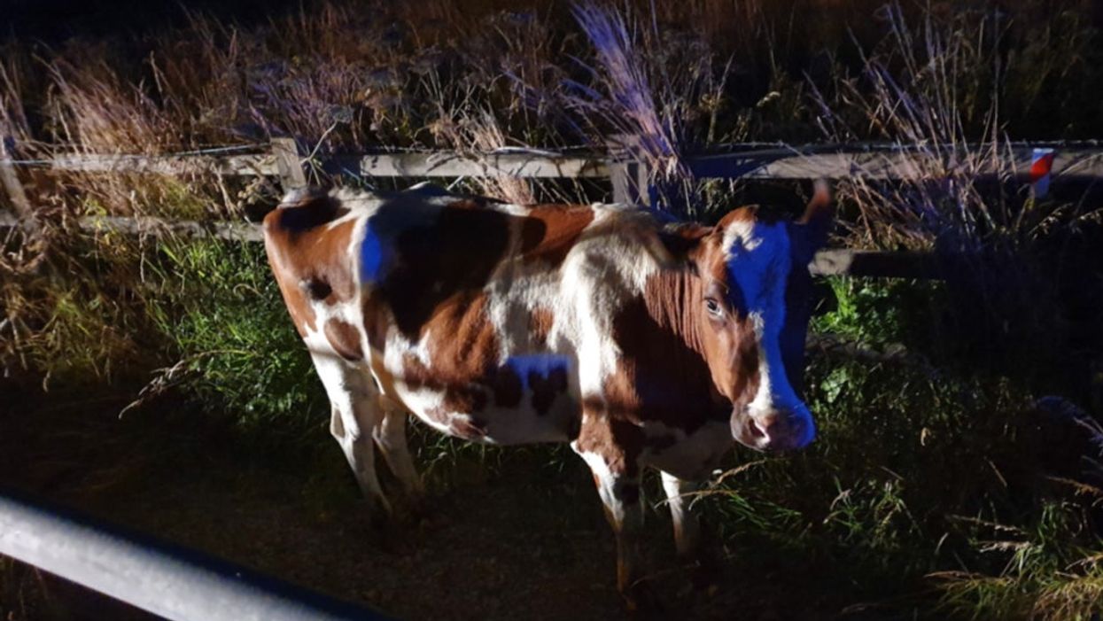 <p>The young cow behind the safety fencing that the CMPG team and farmers “corralled” the animal into</p>