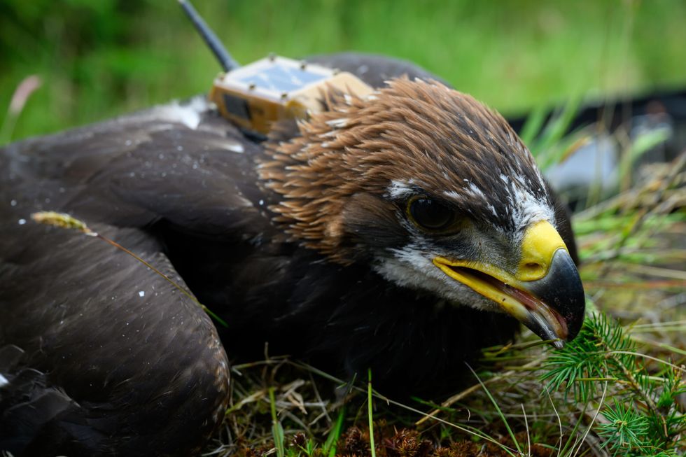 Sir David Attenborough names golden eagle chick hatched in Scotland