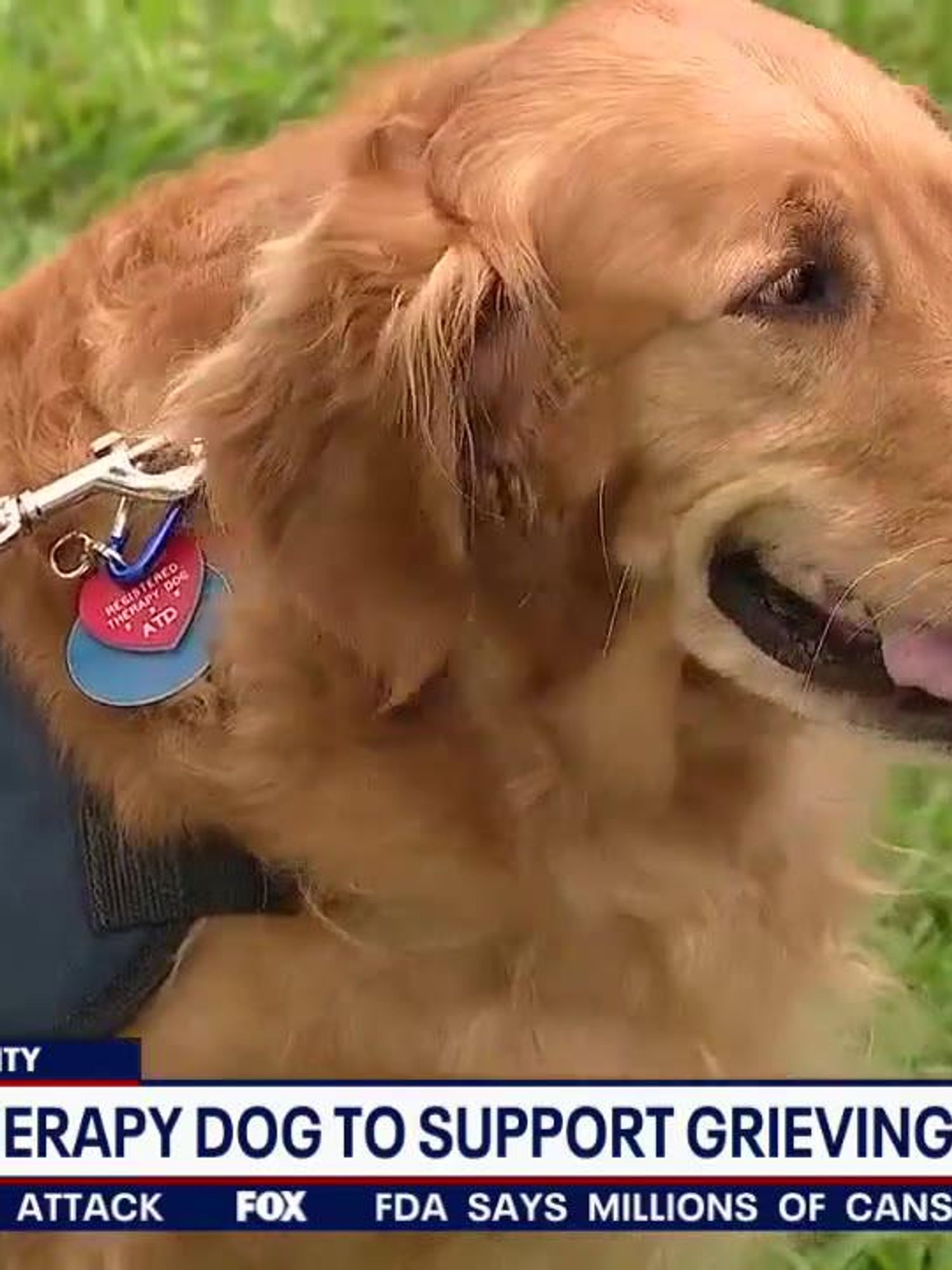 Therapy dogs sent to comfort the families of Texas shooting victims