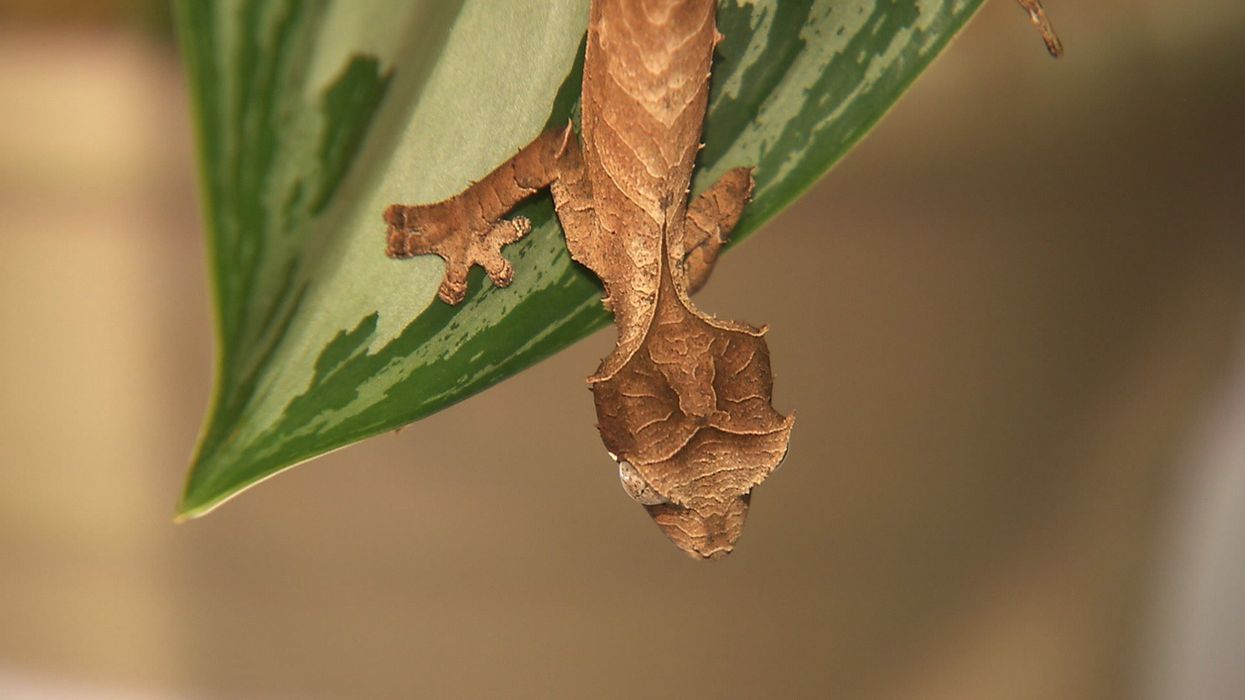 Bizarre tunnels discovered under Africa leave scientists baffled