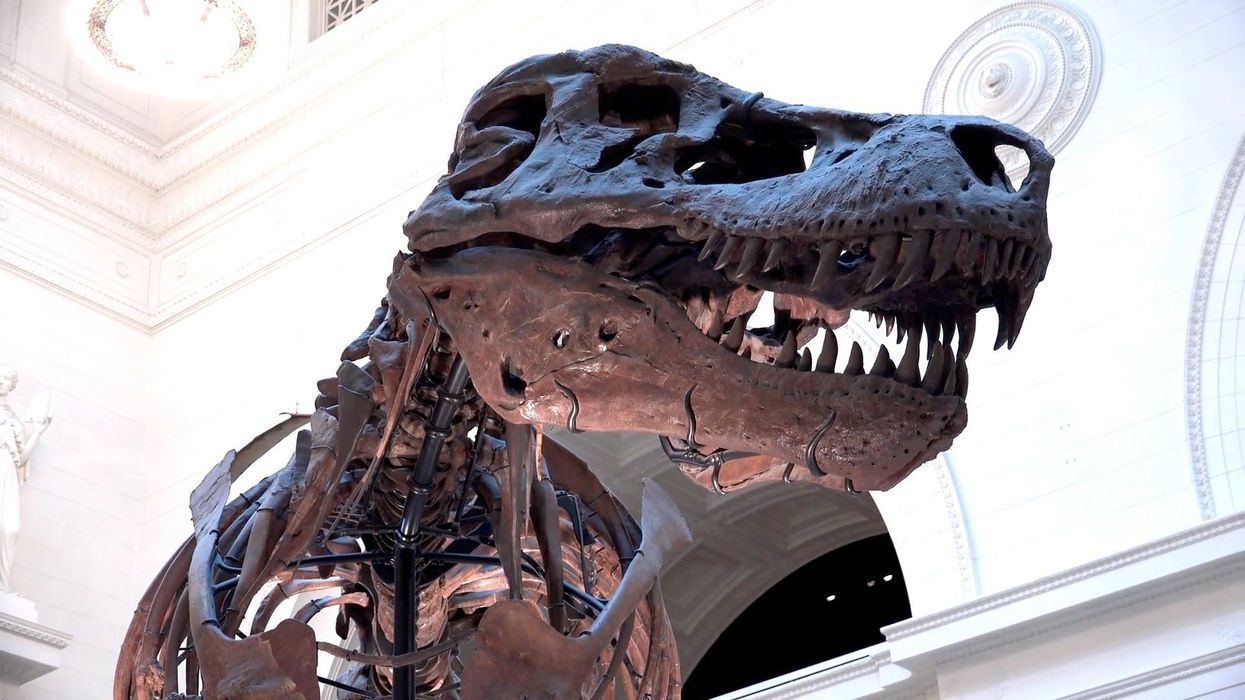 Man hid discovered dinosaur remains as his own little secret for two years