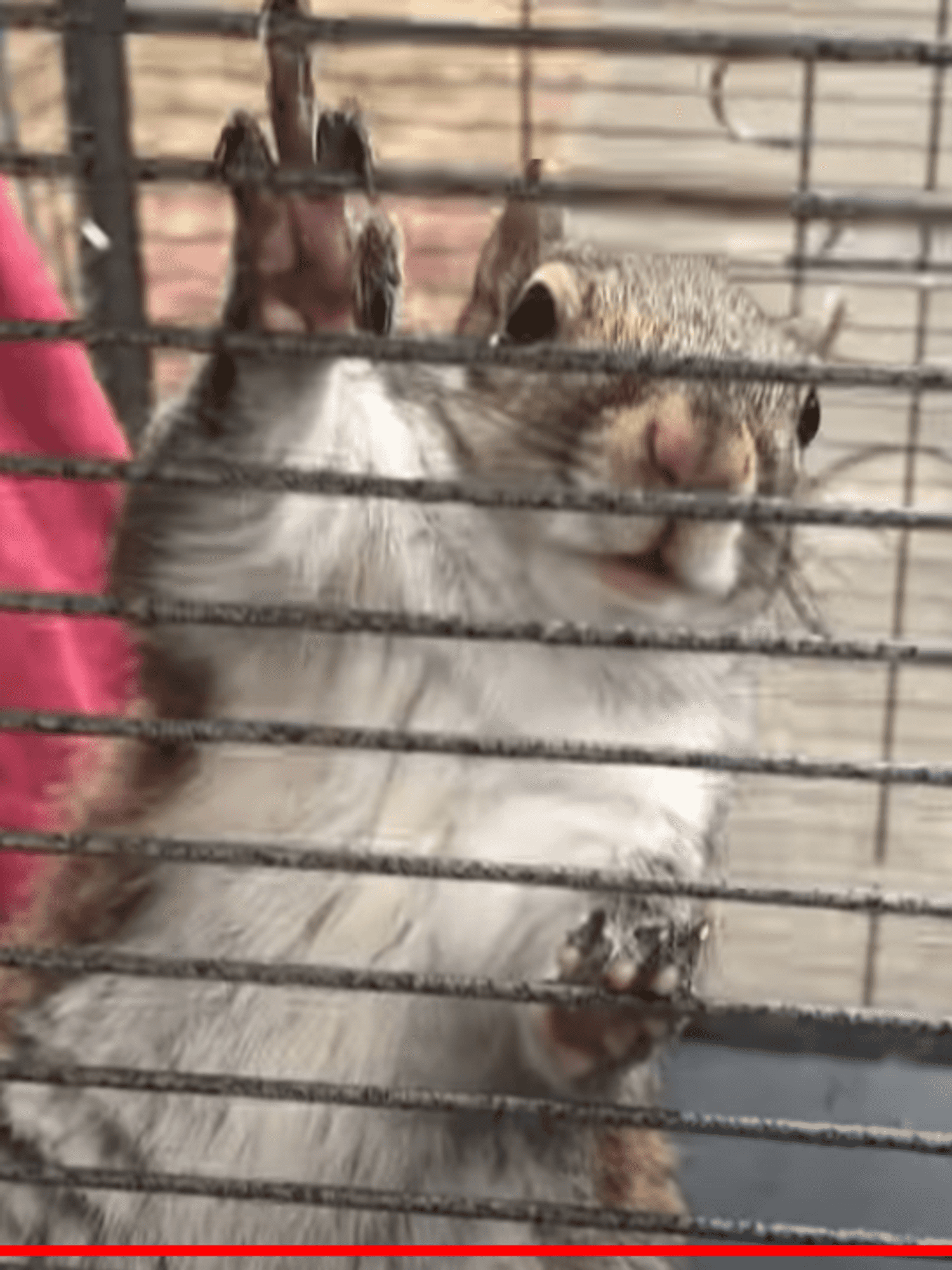 Man accused of keeping meth-fed 'attack squirrel'