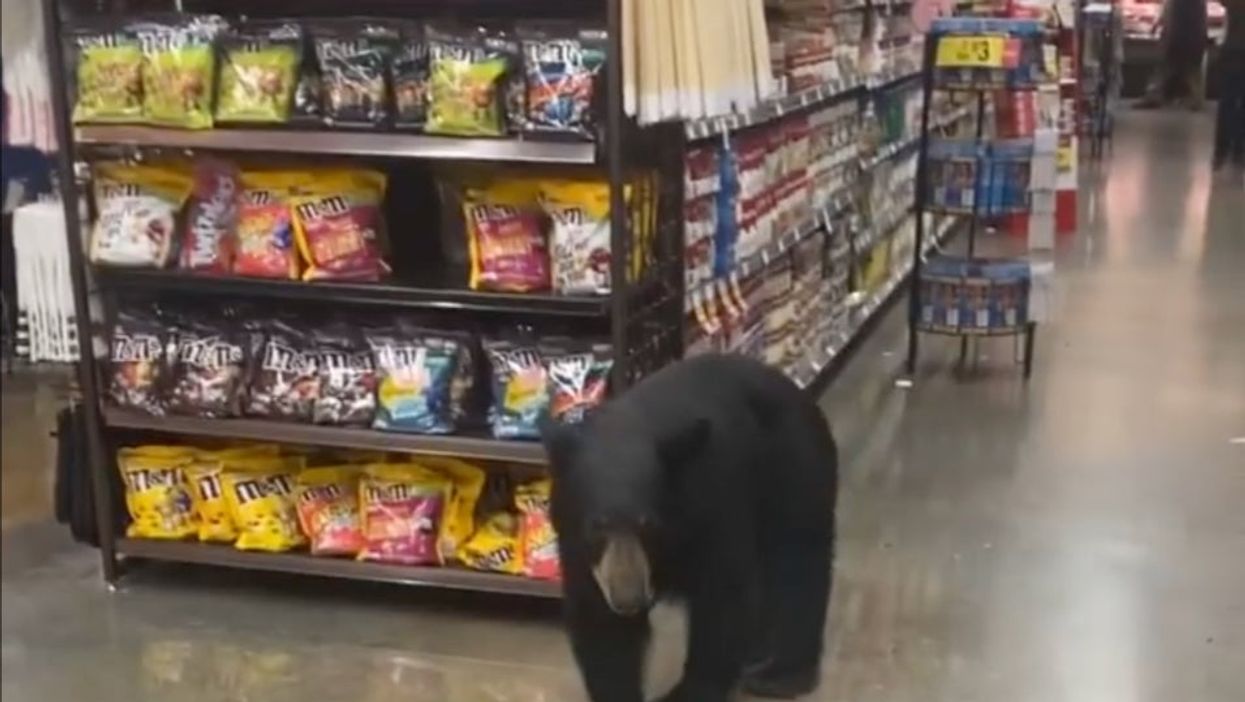 <p>There were several reports of 120-pound bear in the store </p>