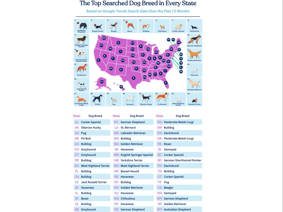 These are the most popular dog breeds in every US state