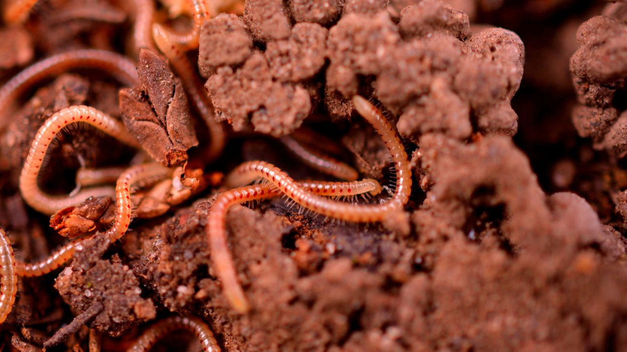 These tiny creatures were key to life forming on Earth