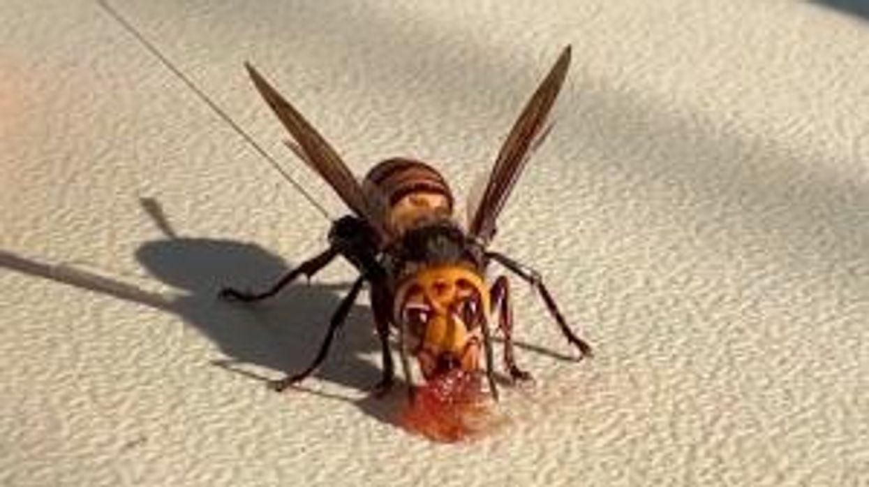 Just when things couldn't get any worse in the UK, Asian hornets have arrived
