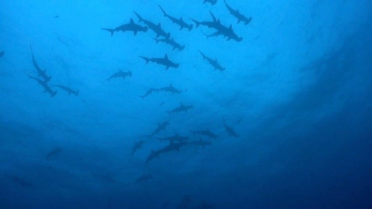Aquarium's whale shark seen by thousands of visitors revealed to be a robot