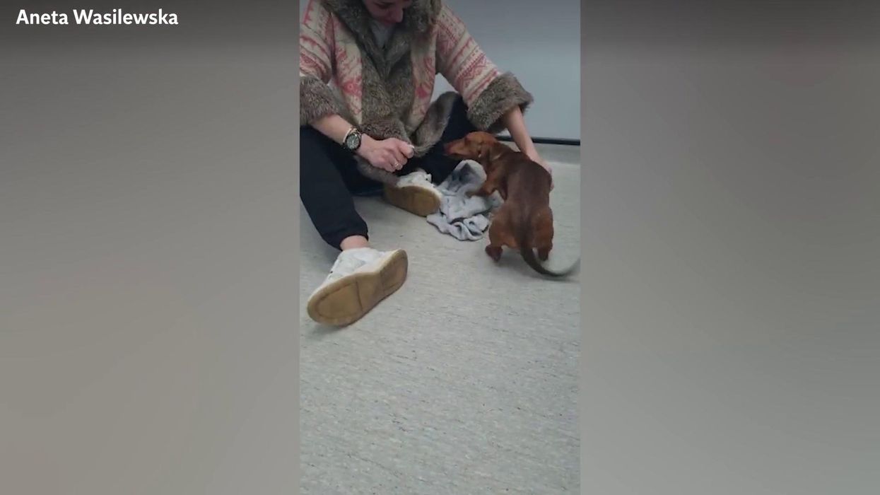 Smart puppy rearranges cage so it can climb to freedom