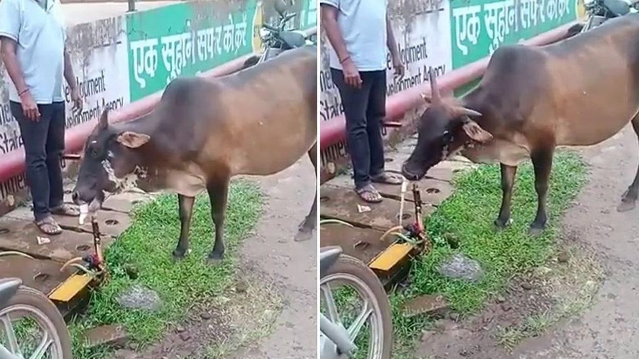 Thirsty cow turns on water tap after 'teaching itself' by watching humans