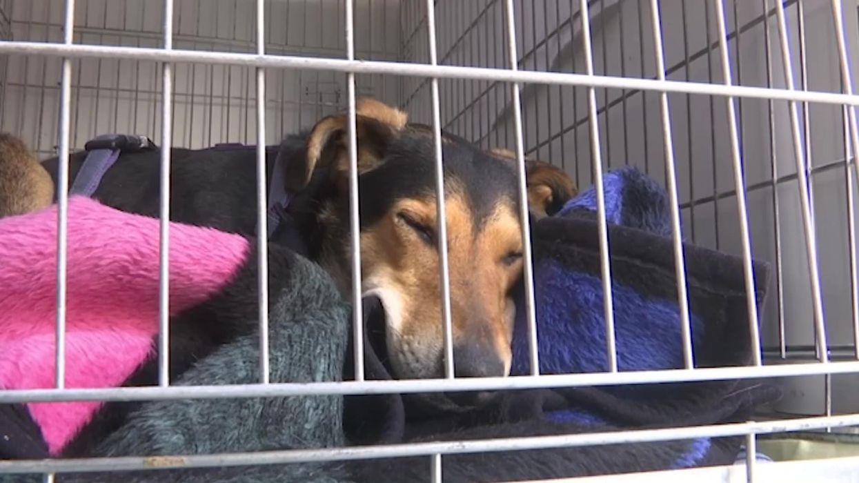 This animal shelter is helping pets left behind in Ukraine