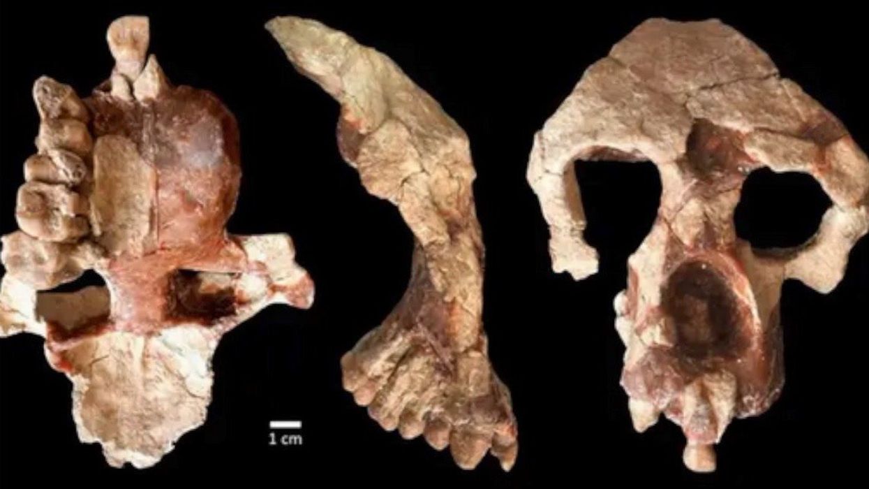 How ancient teeth could tell us more about prehistoric human evolution