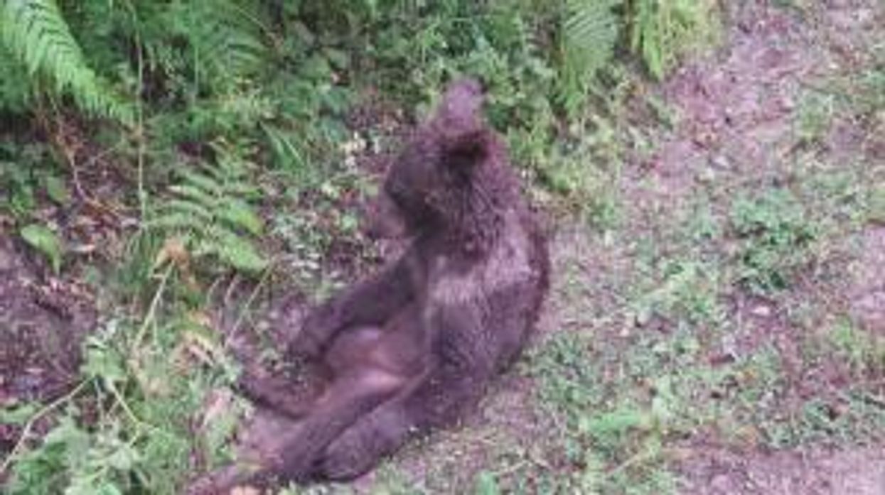 Footage shows bear getting 'high' on honey