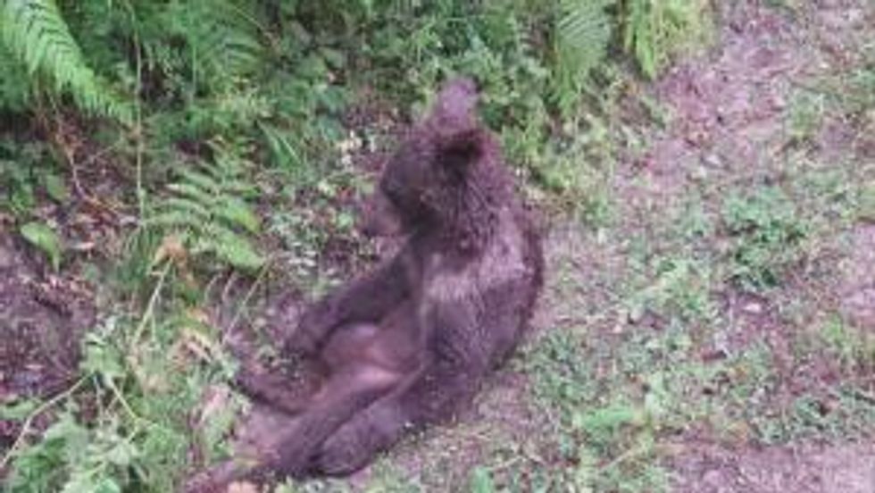 Turkish Brown Bear Cub Gets High on Mad Honey, Nature and Wildlife