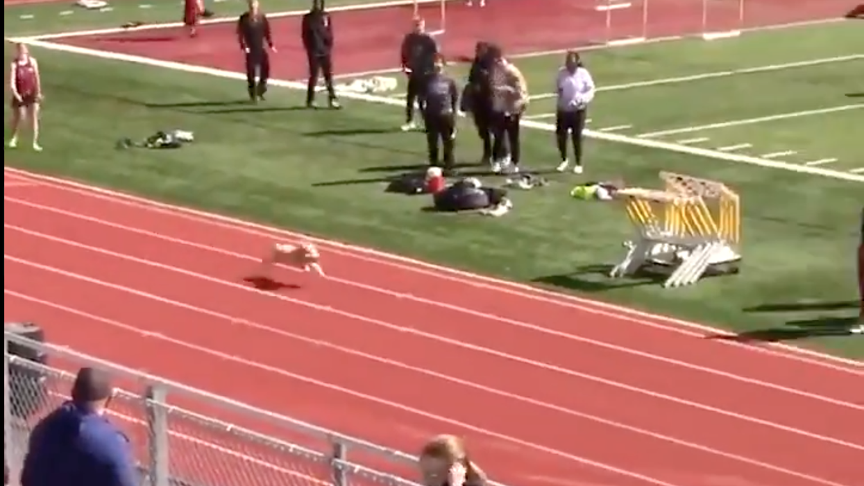 <p>This dog ambushed a high school relay race</p>