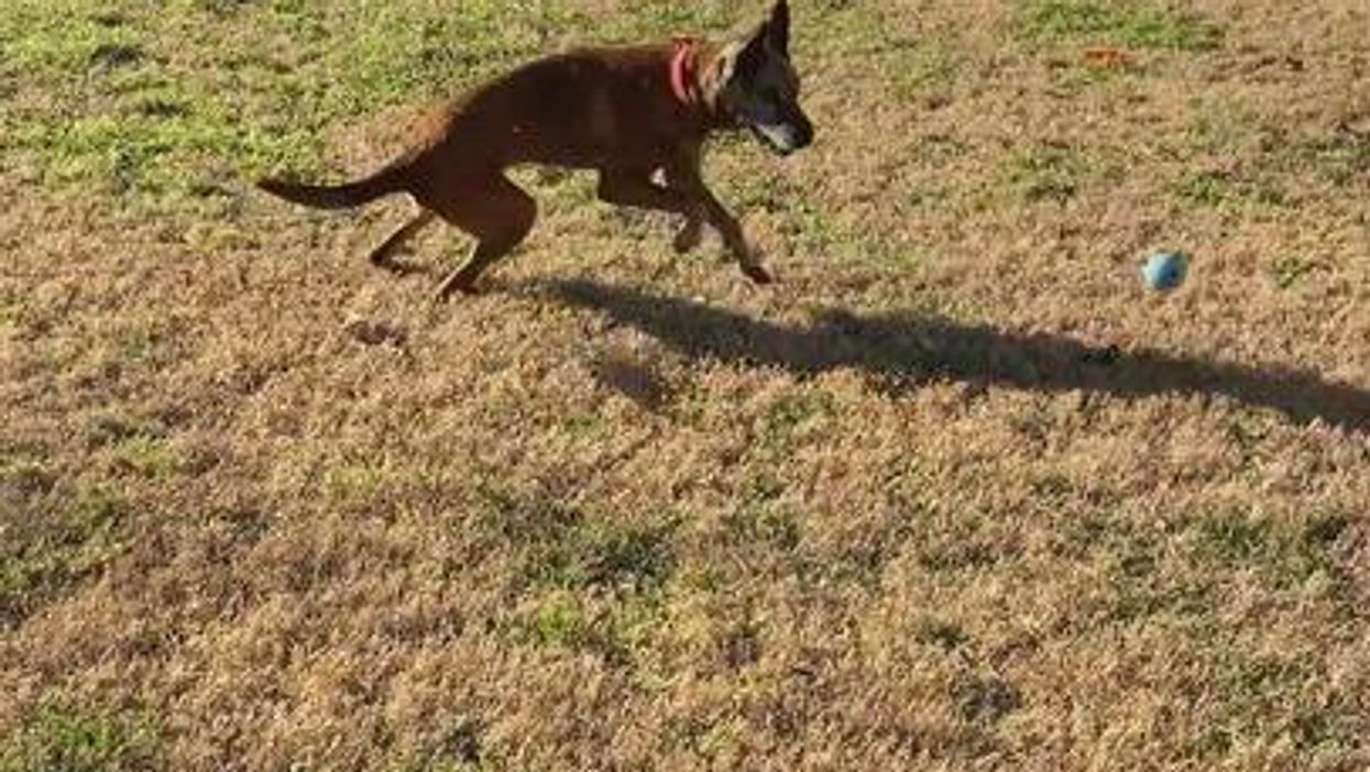 Dog with four months to live completes every item on his bucket list