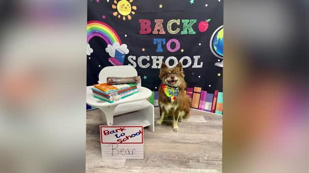 This doggy daycare's back-to-school photoshoot is too cute