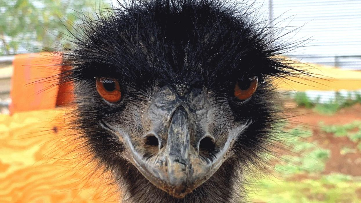 Who is Emmanuel the emu's owner Taylor Blake?
