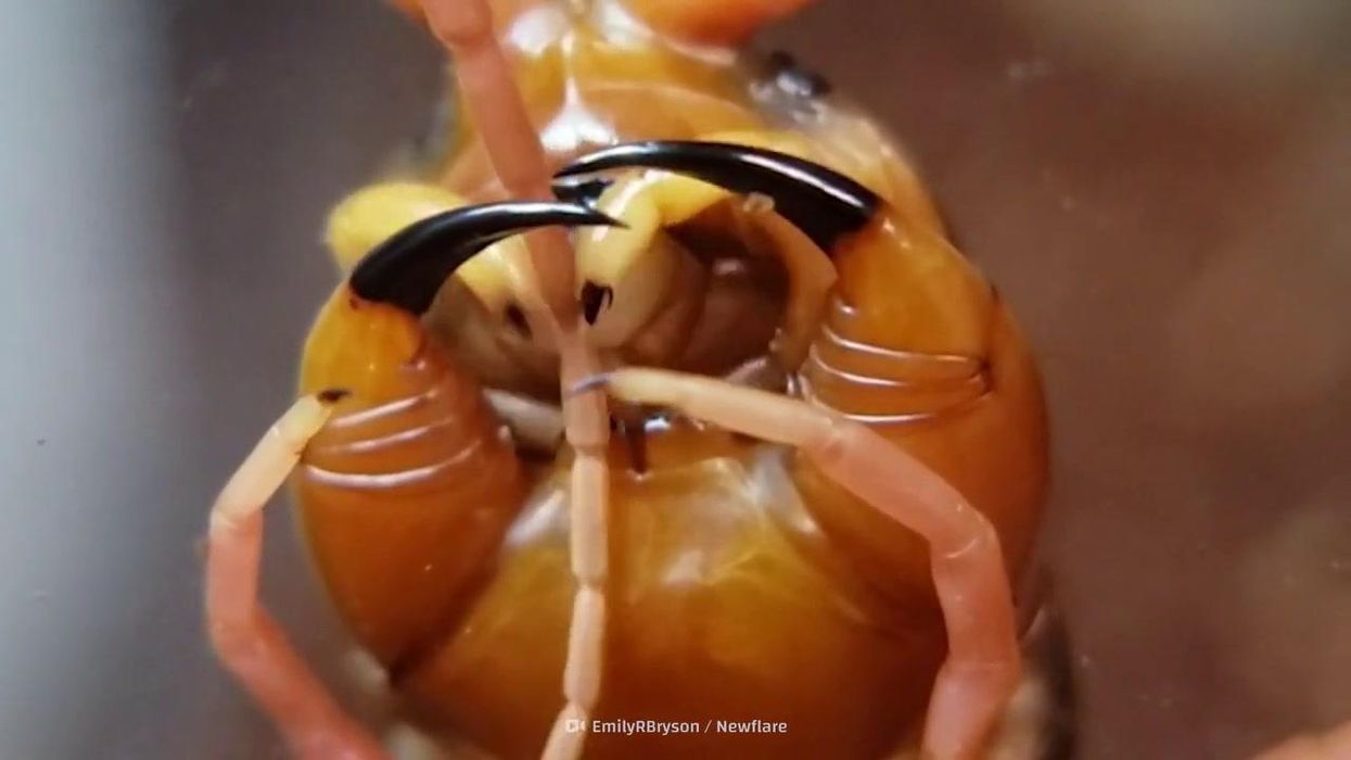 Ultra-close-up photograph of ant's face will haunt your nightmares