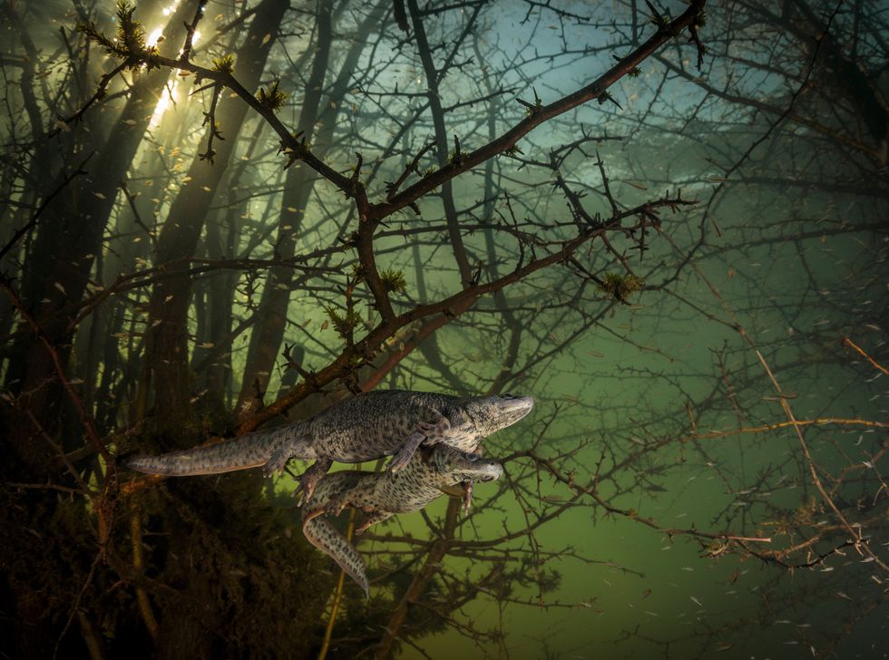 This image by Joao Rodrigues won the Wildlife Photographer of the Year: Behaviour: Amphibians and Reptiles Award (Joao Rodrigues/Wildlife Photographer of the Year/PA)