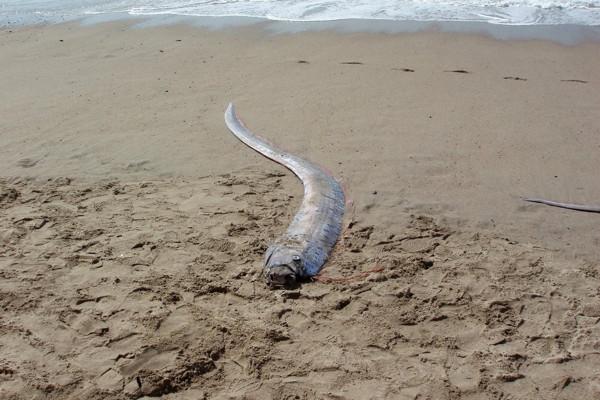 Dhoomsday Fish What is the 'Doomsday fish' and why do people think fish signal the end ...
